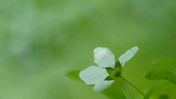 Весенние цветы на зеленом фоне