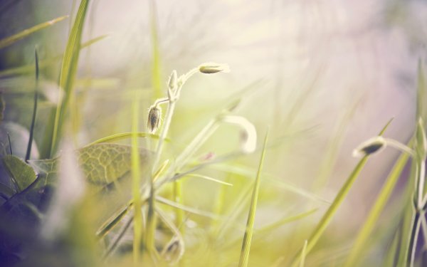 Весенняя зелень макро