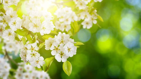 Весенние цветы фон