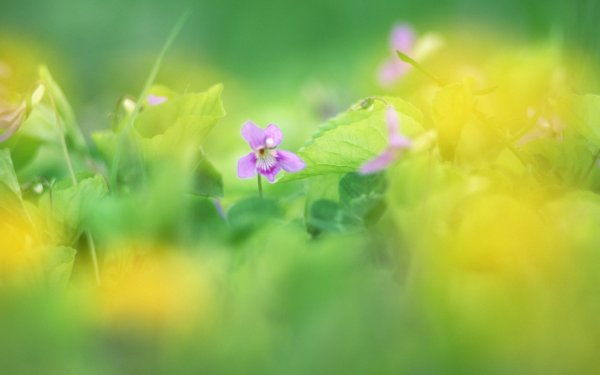 Размытые цветы