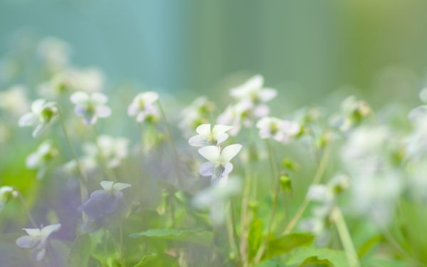 Нежные цветы с зеленью