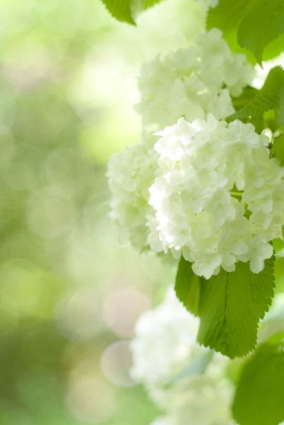 Нежно зеленые цветы