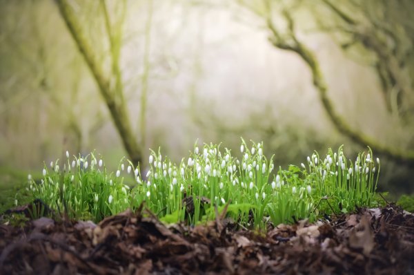 Весна природа