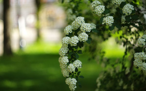 Цветы в саду