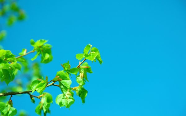 Ветка на фоне неба