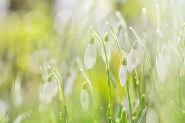 Роса на траве