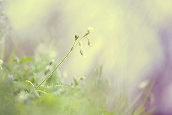 Красивая Весенняя зелень