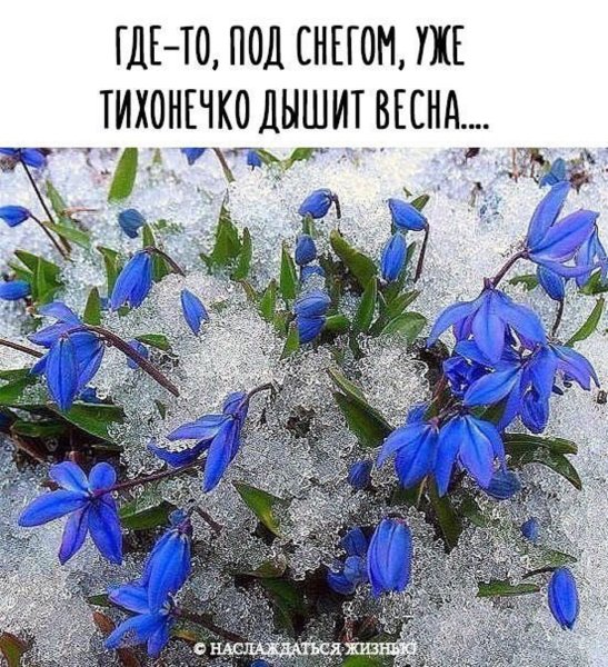 Цветы весенние с добрыми пожеланиями