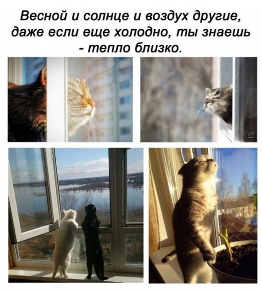 Запахи весны юмор