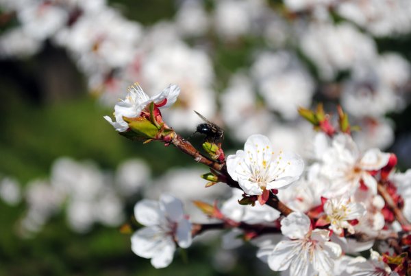 Весна в Кургане фото