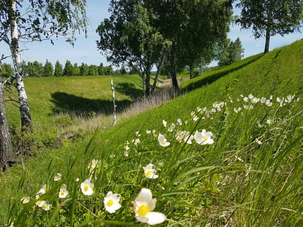 Курганская природа Курганской области