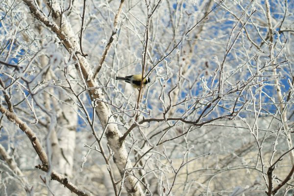 Курган зима