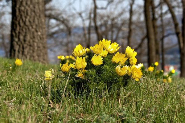 Май природа