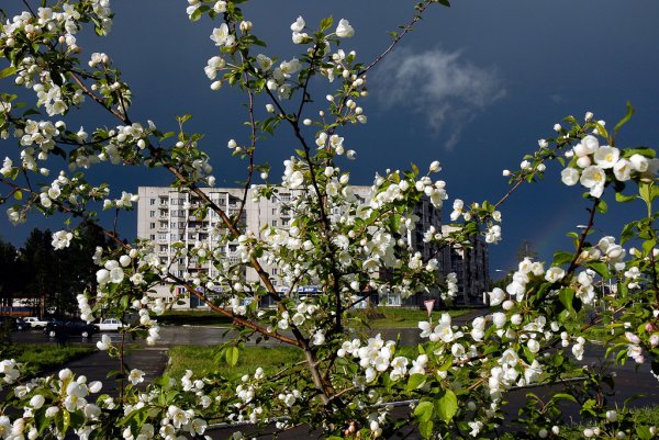 Щербаков Журчат ручьи весенние