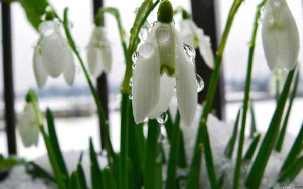 До весны осталось