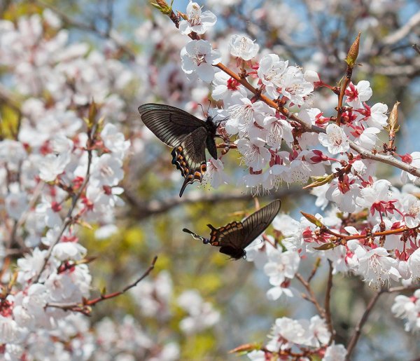 Лес ранней весной