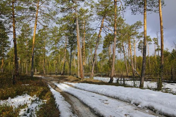 Пейзаж весенние лужи