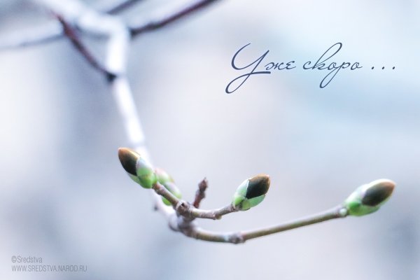 Крокус Крим Бьюти