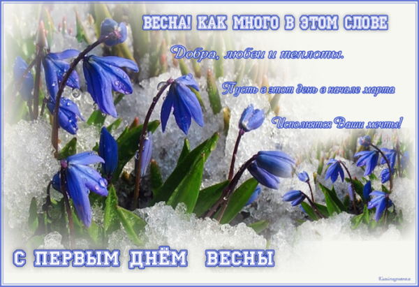 Крокусы в снегу