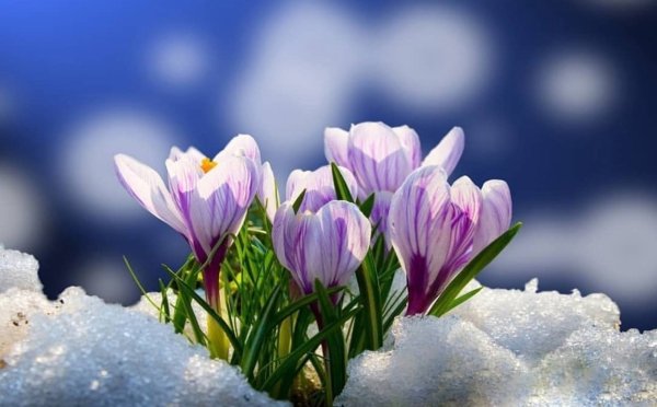 Открытки с 8 марта подснежники