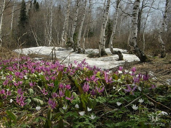 Архангельск природа Весна