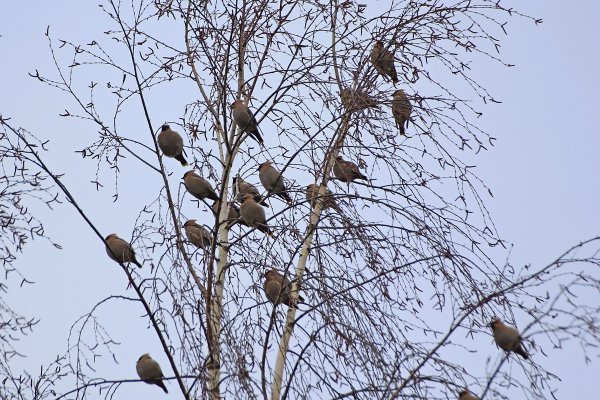 Тольятти весной