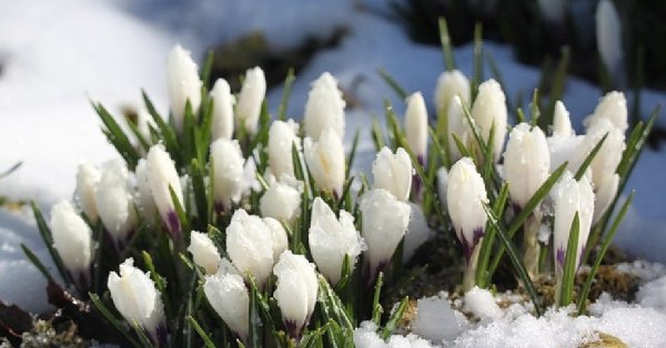 Доброеу утро скоро Весна