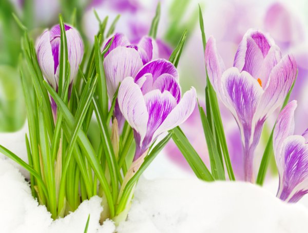 ИМБОЛК подснежники