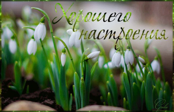 Весенние цветы подснежники