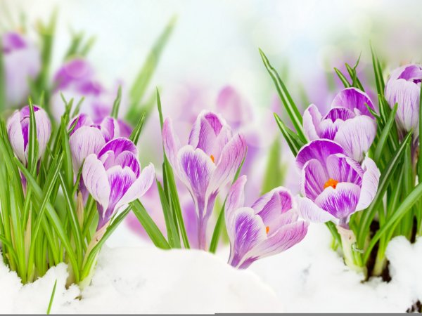 Цветы из под снега