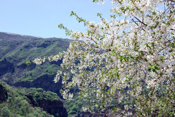 Природа Армении весной