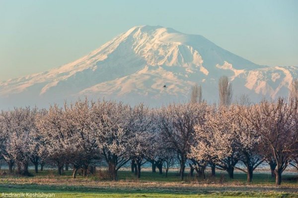 Армения Арарат весной