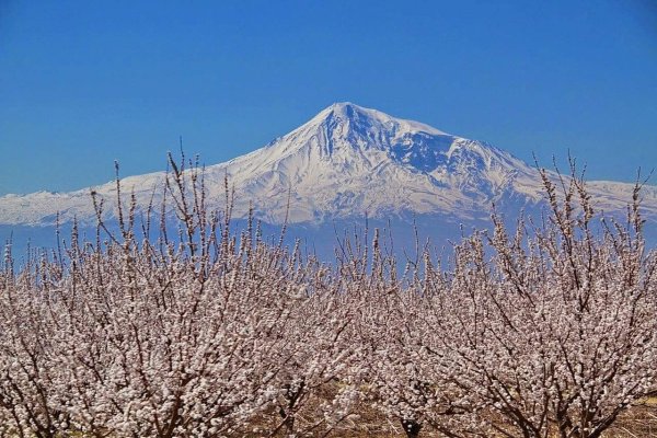 Араратская Долина абрикос цветет