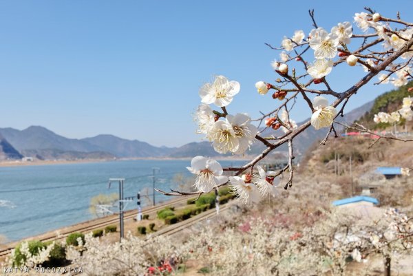 Горние трава Армения синц