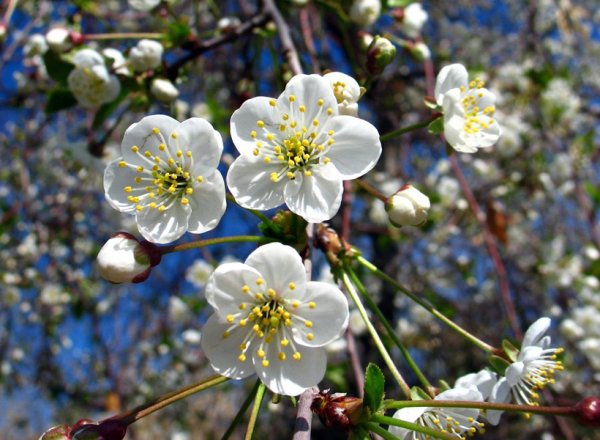 Весна в Дилижане