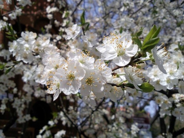 Цветок Армении гора Арарат