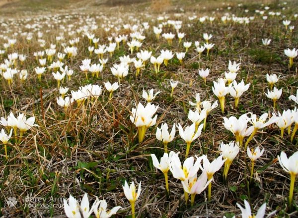 Армения гора Арарат Маковое поле