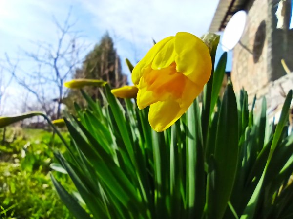 Маковое поле гора Арарат