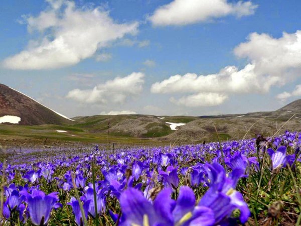 Весна в Армении