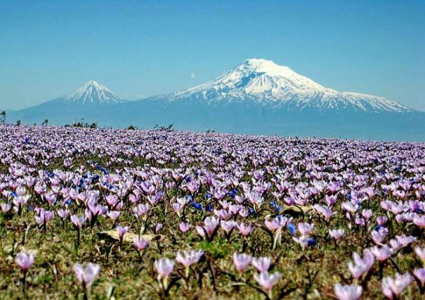 Армения гора Арарат маки