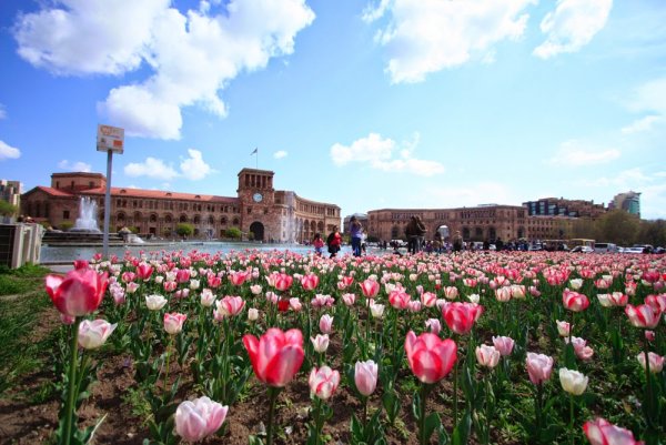 Армения гора Арарат маки