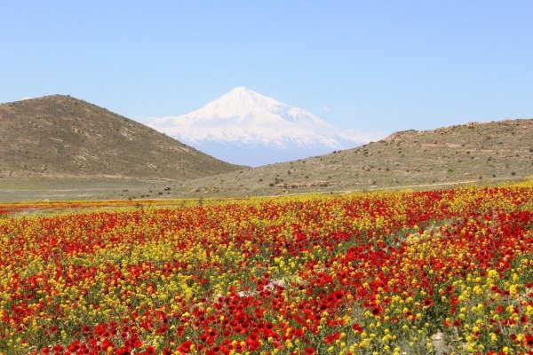 Растительный мир Армении Джермук
