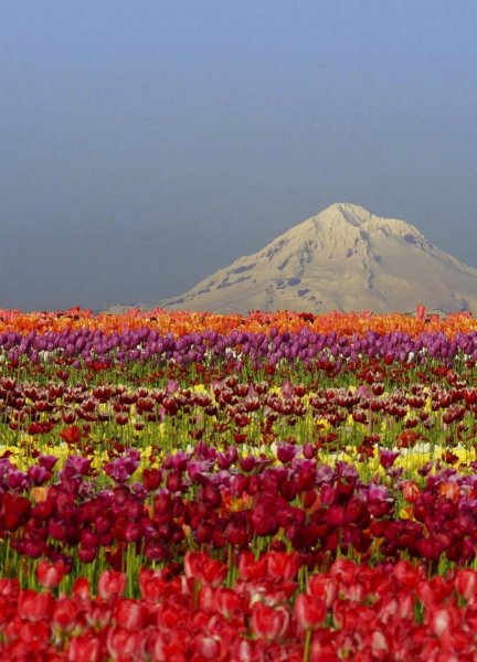 Ереван цветет