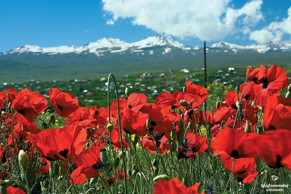 Крокусы Карпаты