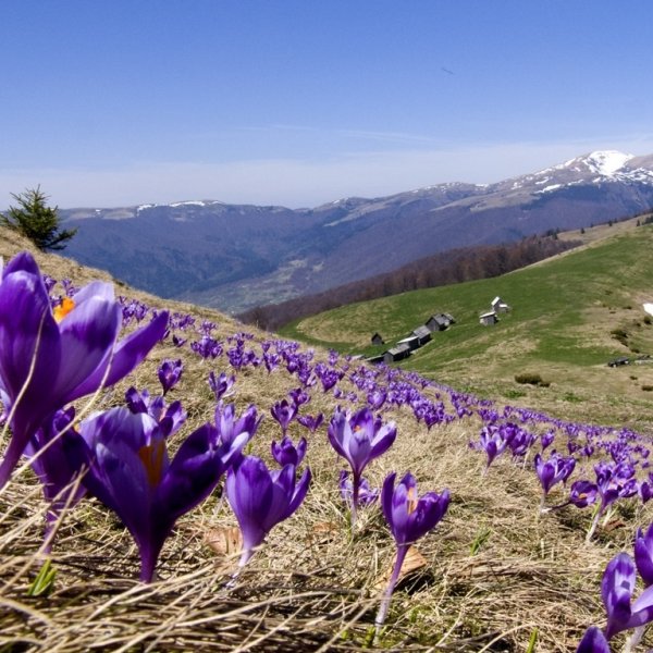 Маковое поле Арарат