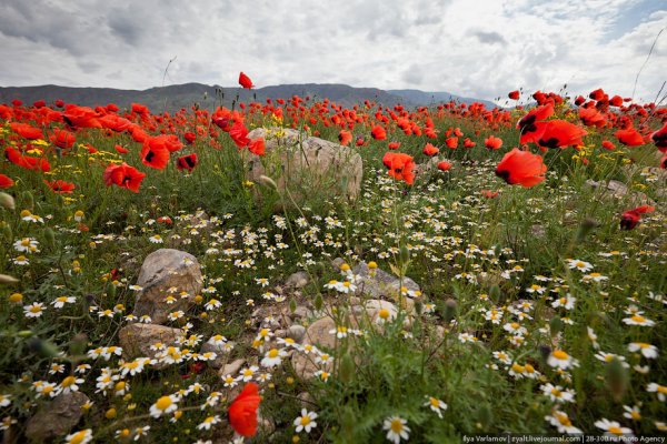 Горный тюльпан армянский