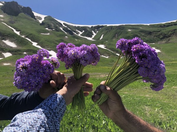 Весенние цветы в Армении
