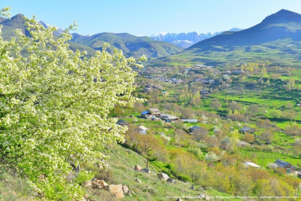 Долина Арарат Цветущая
