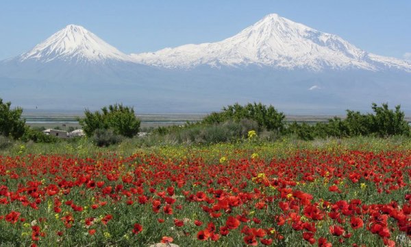 Маковые поля в Армении