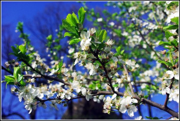 Севанская семинария Армения